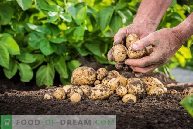 „Taboo TRIO” - bezpieczne zapobieganie przedsiewnym chorobom ziemniaków i szkodnikom
