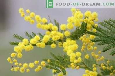 How to keep mimosa fluffy in a vase